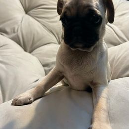 Pug Puppies from Pugs Puppies 🐶