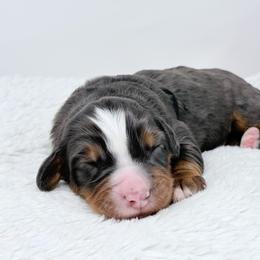 Ash - Blue merle male Bernedoodle puppy in Fleming, Colorado from Vandenbark Doodles