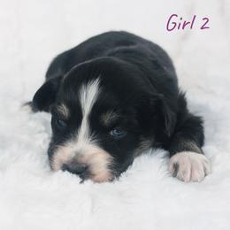 Girl 2 Purple - Black tri-color female Australian Shepherd puppy in Yakima, Washington from Naches Heights Ranch