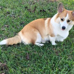 Yrsa - Pembroke Welsh Corgi