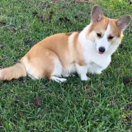 Yrsa - Pembroke Welsh Corgi