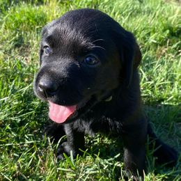 Green aka Charity - Black female Labrador Retriever puppy in Tiverton, Rhode Island from Our Little Farm