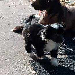 Bootsie B W puffer - Black and white female Chinese Crested puppy in Elizabethtown, Kentucky from Sakkarra Chinese Crested Dogs and Art