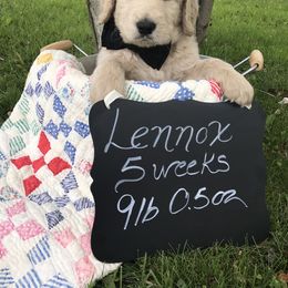 Goldendoodle, Schnoodle, and Sheepadoodle Puppies from Dood Ranch