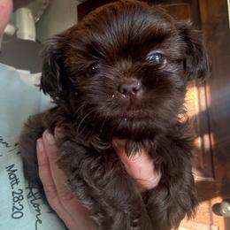 Tootsie - Liver male Shorkie puppy in Idaho from Little Rascal Ranch