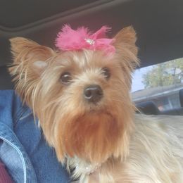 Paisley - Yorkshire Terrier
