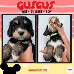 Gus Gus (Green) - male Golden Mountain Doodle puppy in Boiling Springs, South Carolina from OlliePups, LLC