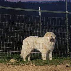 Mano - Maremma Sheepdog