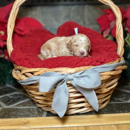 Goldendoodle Puppies from S_and_b_doodles
