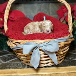 Goldendoodle Puppies from S_and_b_doodles