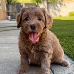 Peach - Gold female Australian Labradoodle puppy in Roseville, California from Darby Park Doodles