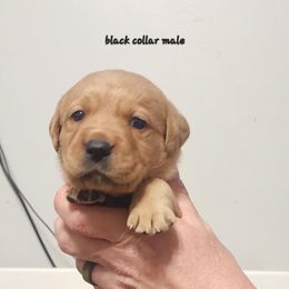 Black collar male - Yellow male Labrador Retriever puppy in Hebron, Kentucky from Top Notches Labrador Retrievers