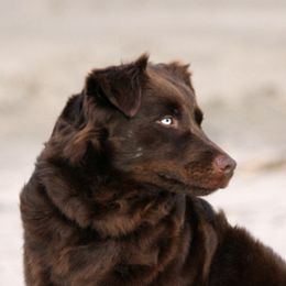 Australian Shepherds from Gearhart Aussies