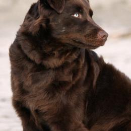 Australian Shepherds from Gearhart Aussies