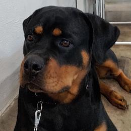 Basset Hounds and Rottweilers from Von Black Rottweilers and TriniCali Basset Hounds