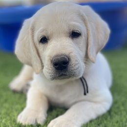 Australian Shepherds and Labrador Retrievers from Wranglin Farms