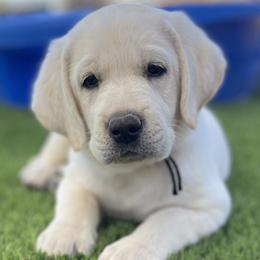 Australian Shepherds and Labrador Retrievers from Wranglin Farms