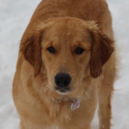 Golden Retrievers from Garrison Goldens