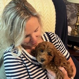 Ellie - Red and white female Cockapoo puppy in Amherst, Ohio from Cockapoo Companions