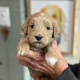Harmony - Apricot female Goldendoodle puppy in Wharton, Texas from Little Fur Friends
