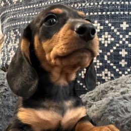 Huxley James - Black and tan male Dachshund puppy in Chesterfield, Virginia from Dachshund’s of Elko Farms