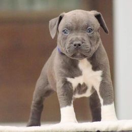 Sully - American Bully puppy in Nebraska from Wulfsbane American Bullies