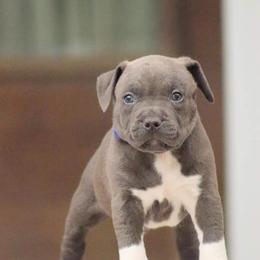 Sully - American Bully puppy in Nebraska from Wulfsbane American Bullies