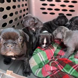 French Bulldogs from The French Bulldog Revolution