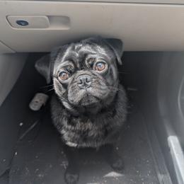 Ozzy - Black male Pug puppy in Winter Haven, Florida from Lisa's Pugalicious Pugs