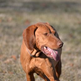 Maple - Vizsla