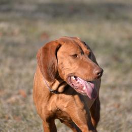 Maple - Vizsla