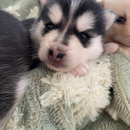 Reba - Black and white female Pomsky puppy in Mannington Township, New Jersey from Little Husky Hutt