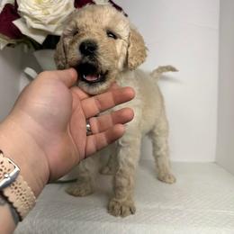 Sheepadoodle Puppies from Smokey Mountain Sheepadoodles