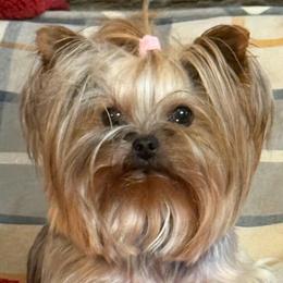 Luana - Yorkshire Terrier