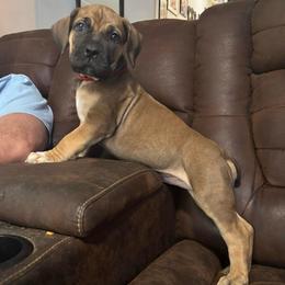Male - Red male Boerboel puppy in Flemingsburg, Kentucky from Aussgardian Boerboels