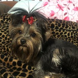 Frankie - Yorkshire Terrier