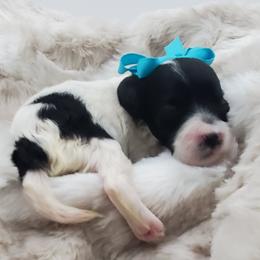Miss Aqua - Black and white female Schnoodle puppy in Leitchfield, Kentucky from Eveleigh Acres Puppies
