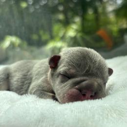 Scrappy - Tricolors male French Bulldog puppy in Salisbury, Maryland from 77 Frenchies Maryland
