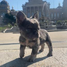 Boy 2 - Blue male French Bulldog puppy in Des Moines, Iowa from Frenchie Dreams Come True