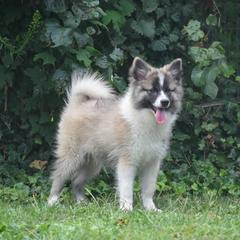 Nenets Herding Laika Puppies from Laika Fox nenets