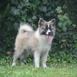 Nenets Herding Laika Puppies from Laika Fox nenets