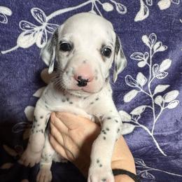 Polar - White and black female Dalmatian puppy in Travelers Rest, South Carolina from Cotton Top