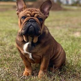 Tawny - French Bulldog