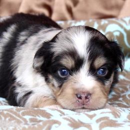 Miniature Australian Shepherd and Toy Australian Shepherd Puppies from Donna’s Toy & Mini Aussies