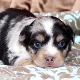 Miniature Australian Shepherd and Toy Australian Shepherd Puppies from Donna’s Toy & Mini Aussies