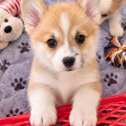 Black Collar - Red male Pembroke Welsh Corgi puppy in Abingdon, Virginia from Em-K Kennels