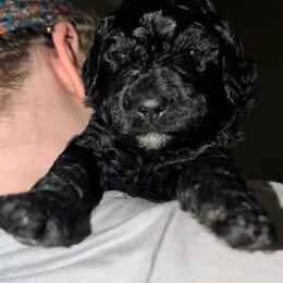 Harry - Black male Sheepadoodle puppy in Austin, Texas from Darling Doodles