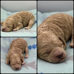 Boy 2 - Apricot male Poodle puppy in Wheatland, California from Sapphire Ridge Poodles