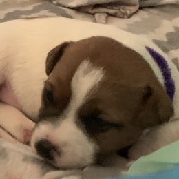 Great Dane and Russell Terrier Puppies from Claddagh Pastures