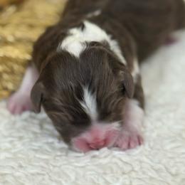 Tibs - Red tri-color male Aussiedoodle puppy in Arrington, Tennessee from Tumblin T Aussies and Aussiedoodles